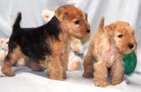 Lakeland Terrier Info Temperament Training Puppies Pictures Lakeland Terrier Puppies Lakeland Terrier Terrier Puppies