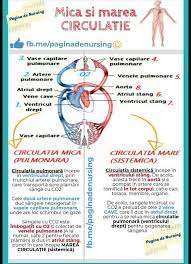 Circulatia si schimbul de gaze. O Mica Schema Despre Circulatia Inimii La Om Va Rog Uitati Ce Am Invatat Eu Pana Akm Nush Despre Brainly Ro