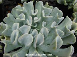 The genus is named after the mexican botanical artist atanasio echeverría y. Topsy Turvy Echeveria Runyonii Details Growing Tips