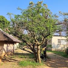 Image result for Commiphora