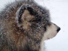 .health (bvgh) is a nonprofit organization based in seattle, washington working at the crossroads of the private and public sectors to advance research and improve health. 10 Bvggh Ideas Cute Animals Animal Pictures Pets