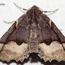 Image result for Buchnera prorepens