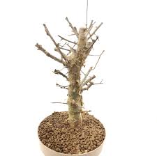 Image result for Commiphora schlechteri