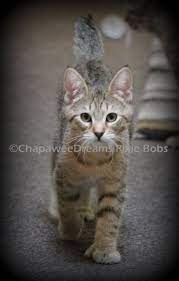 Pixie Bob Cat Billy Brave Boy Chat