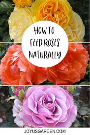 The Best Way To Feed Roses Organically Naturally In 2020 Roses Garden Care Rose Care Hybrid Tea Roses