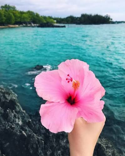 Las mejores 7 ideas de Cataleya flor | cataleya flor, orquideas raras, flores orquideas