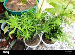 Image result for Podocarpaceae