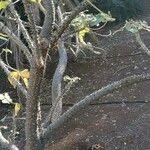 Image result for Erythrina madagascariensis