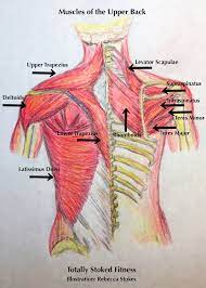 This muscle diagram made to look like a human. Pole And Aerial Upper Back Imbalances