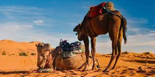 Overnight camel trekking merzouga is highly recommended morocco camel trekking tours in merzouga sahara desert (erg chebbi sand dunes). Best 2 Days Merzouga Desert Tour From Fes Amazing 2 Days Desert Tour From Fes