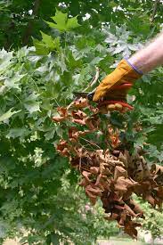 We did not find results for: Maple Tree Diseases And Care Blain S Farm Fleet Blog