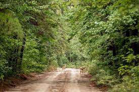 Groundbreaking Book Inspires Bus Tour Of The Pinelands Phillyvoice