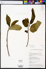 Image result for Casearia battiscombei