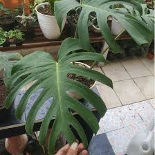 Salah satu fungsi panil adalah … a. Bunga Hias Tanaman Hidup Monstera Deliciosa Penghias Ruangan Rumah Dan Ruang Tamu Shopee Indonesia