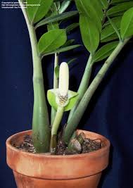Дата съёмки 5 декабря 2004 г. Plantfiles Pictures Zamioculcas Species Aroid Palm Succulent Philodendron Zanzibar Gem Zz Plant Zamioculcas Zamiifolia By Giancarlo