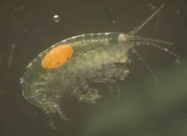 Image result for Pseudopod Ospermum