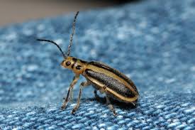 Image result for Tridactyle virgula