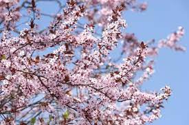 The Types Of Flowering Trees In New England Ehow Com Japanese Cherry Tree Flowering Trees Growing Cherry Trees