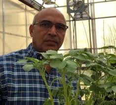 How to Plan Today to Manage PVY