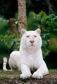  40 Ide Harimau Putih Binatang Buas Harimau Putih Hewan