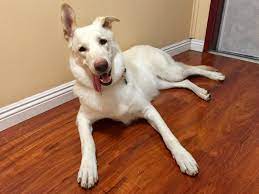 The sheprador stands at approximately 24 inches high and can consider as much as 80 extra pounds when totally expanded. This Is Kenda The Albino German Shepard Lab Mix We Rescued Imgur