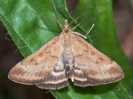 Image result for Pyrausta despicata