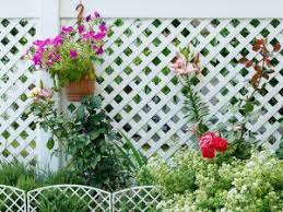 Peace lily leaves turning yellow can be a cause for alarm, but the problems are easy to fix. Light Up Your Garden With Lilies Colorado Country Life Magazine