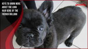 Now, with the advancement of dna testing it has become easier than ever to isolate the recessive genes and breed them to produce more fluffy frenchies! 4 Claves Sobre El Gen Del Pelo Largo Del Bulldog Frances