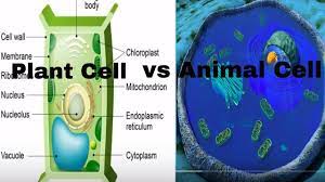 Difference Between Plant Cell And Animal Cell Animal Cell Plant Cell Body Cells