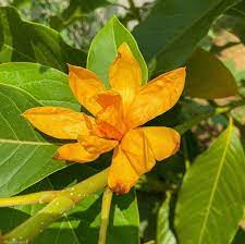 Buah semu tunggal, yaitu buah yg terjadi dari satu bunga dengan satu bakal buah. Morfologi Bunga Bagian Bagian Bunga Pada Tanaman Yang Harus Anda Ketahui Planter And Forester