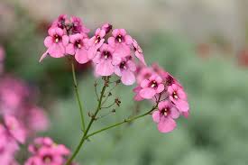 Image result for ostruhatka