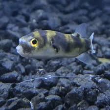 Your cat needs a scratching post or your rabbit needs a new hutch, our friendly staff can with 14 superstores, there is a pet city store near you! Best Fish Stores Near Me July 2021 Find Nearby Fish Stores Reviews Yelp