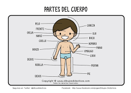 Partes Del Cuerpo Chico Learning Spanish Spanish Kids Learning And Development