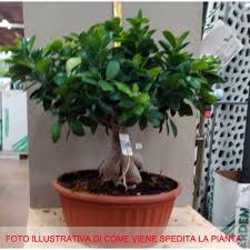 Lo sai che i bonsai volano? Bonsai Ficus Ginseng Vaso 30cm