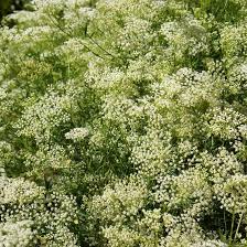 Image result for Anisosepalum