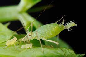 Learn where they like to hide and how to get rid of them the natural way. Aphids Small Green Bugs Taddiken Tree