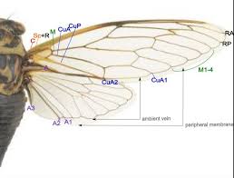 Contribute to cicada/cicada development by creating an account on github. Cicada Wing For Reference Of Thickness Insect Wings Winged Stencil Wings