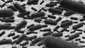 Image result for Legionella