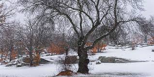 Y hasta el esquí motorizado se ha dejado ver en la capital para disfruitar de la nevada del siglo. A La Nieve En La Sierra De Madrid Fotografias De Nuestros Viajes