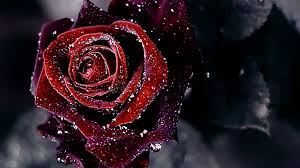 1066 222 red roses flowers. Red Rose Wallpapers Free Download Group 70
