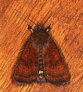 Image result for Noctua interjecta