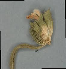 Image result for Leucas princei