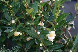 Latin Name Camellia Sinensis Common Name Camellia Type Shrub Warning Poisonous Tea Garden Household Plants Plants