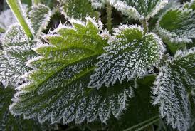 Sekolah embun pagi is on facebook. Ipb Ksdae Temukan Bakteri Kandidat Anti Embun Beku Republika Online