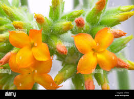 Image result for Kalanchoe lateritia