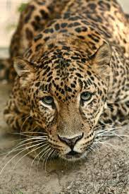 Cheetaro African Leopard Big Cat Rescue Tampa Florida Big Cat Rescue Cats Cat Vacation