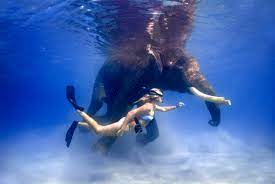Rajan The Swimming Elephant Of The Andaman Islands 4ever Travel