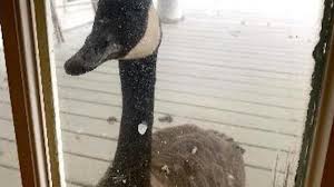 For the safety of our patients we do not accommodate visitation requests, but in this case we had to make an exception! An Unexpected Visitor Wild Canada Goose Turns Up At Animal Hospital To Await Mate In Surgery