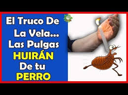 Está com um problema de pulgas em casa? Como Eliminar Las Pulgas De La Casa De Una Forma Super Efectiva Y Para Siempre Youtube Pulgas Consejos Para Mascotas Casas Para Perros Grandes