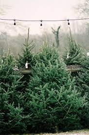 Xmas Tree Farm Gallery